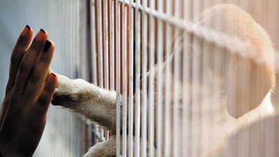 An Insider's story - Dog shelter