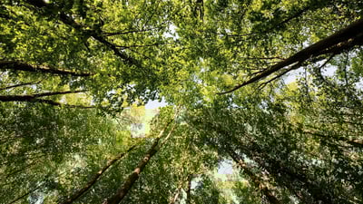 ForestBathing1