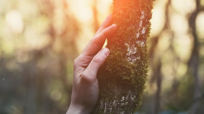 ForestBathing1