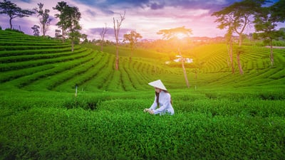 Tea lovers...