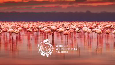 World Wildlife Day