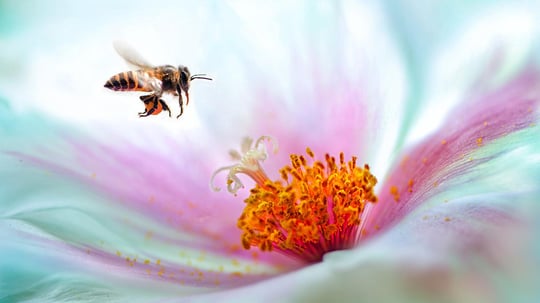 City Honeymakers