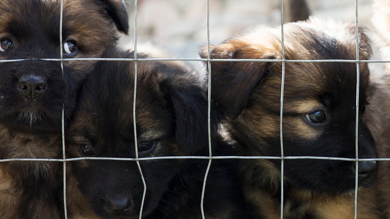 An Insider's story, Dog shelter, by LB