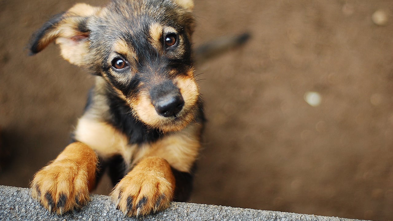 An Insider's story, Dog shelter, by LB