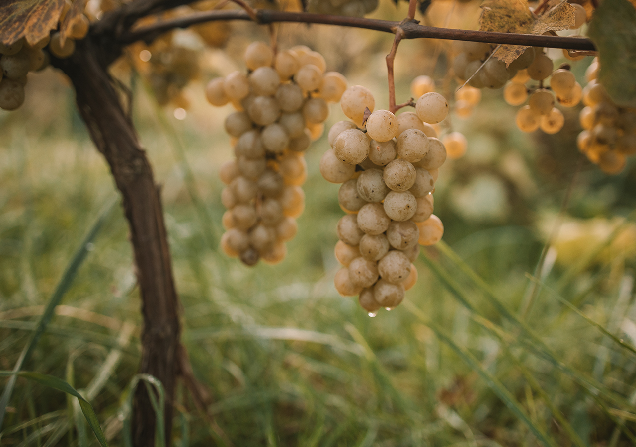 Oyster lovers only - Champagne Piollot grapefruit