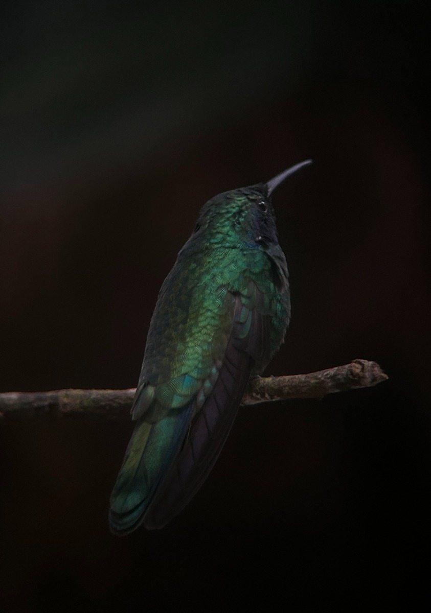 Pura vida by Ruxandra - Costa_Rica_LBpress